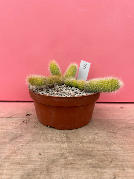 Cleistocactus brookeae subsp. vulpis-cauda (120)