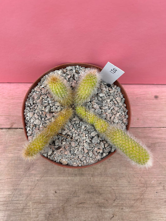 Cleistocactus brookeae subsp. vulpis-cauda (120)