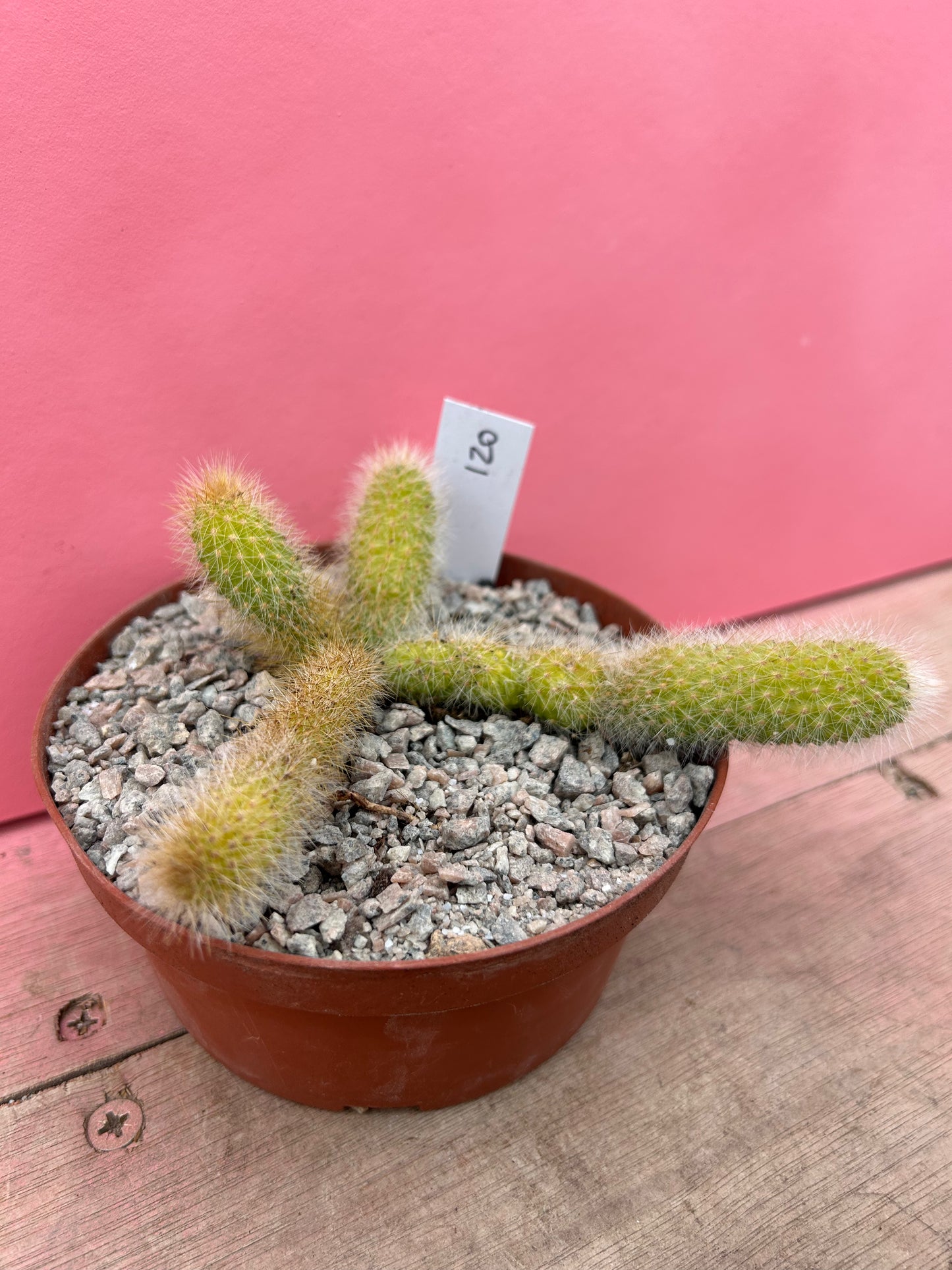 Cleistocactus brookeae subsp. vulpis-cauda (120)