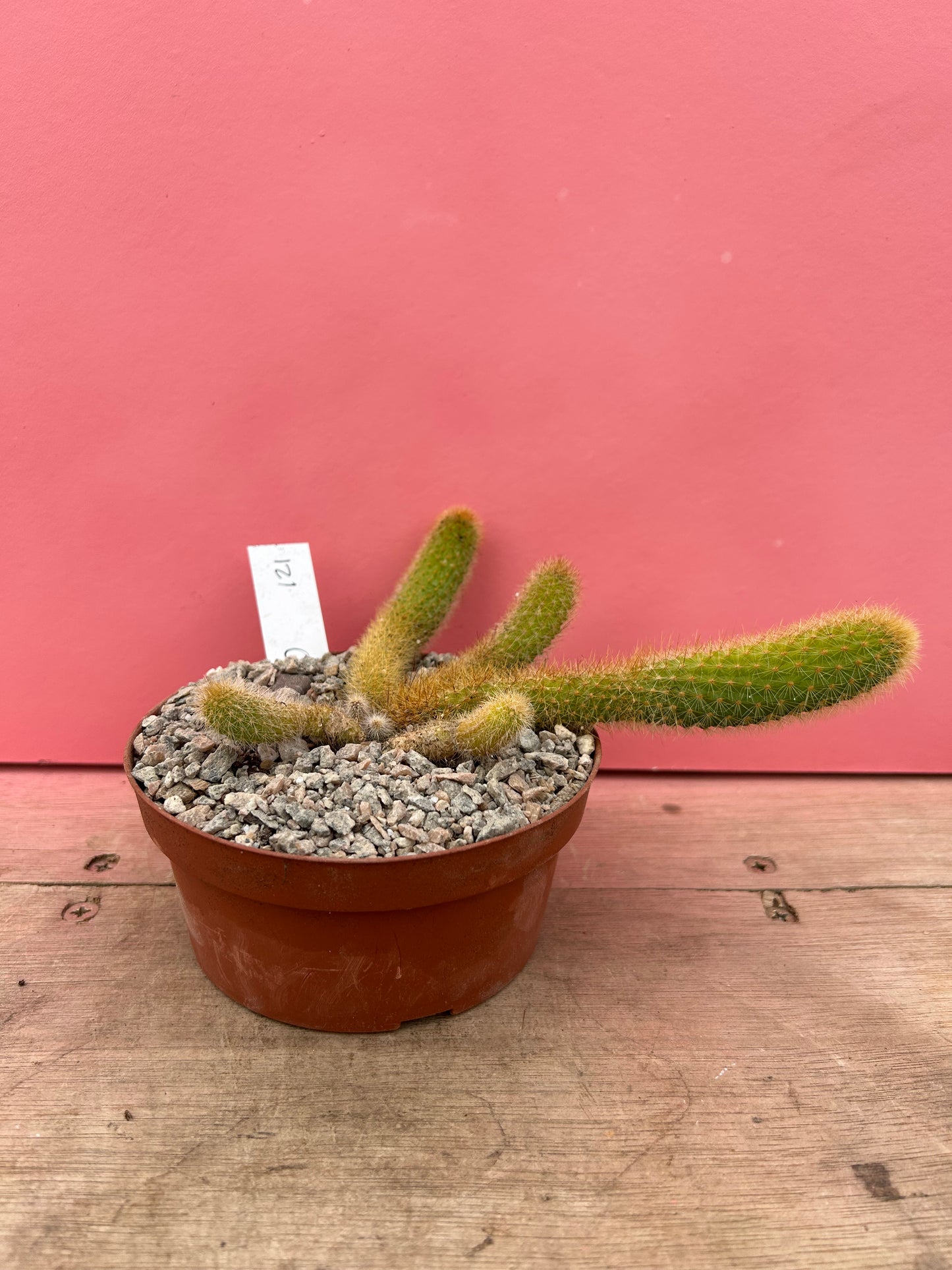 Cleistocactus brookeae subsp. vulpis-cauda (121)