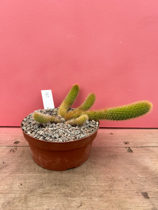 Cleistocactus brookeae subsp. vulpis-cauda (121)
