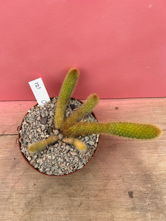 Cleistocactus brookeae subsp. vulpis-cauda (121)