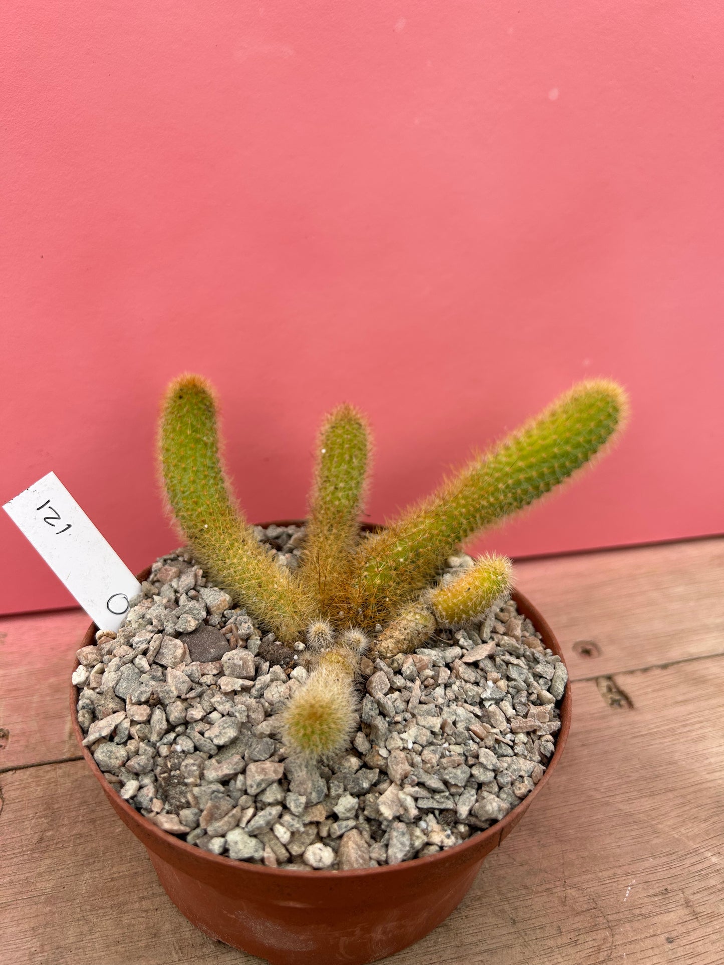 Cleistocactus brookeae subsp. vulpis-cauda (121)