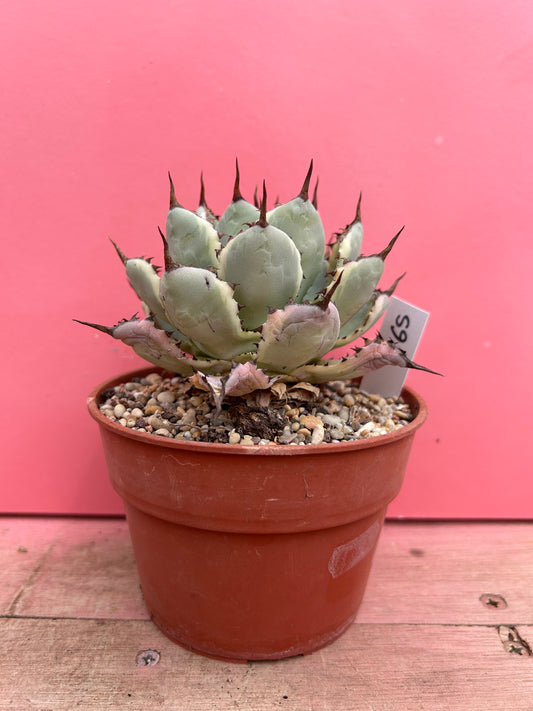 Agave potatorum Kichiokan 165