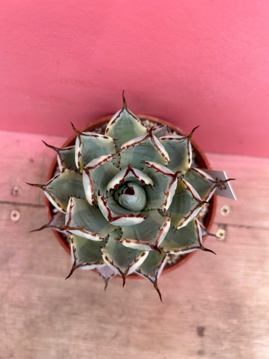 Agave potatorum Kichiokan 165