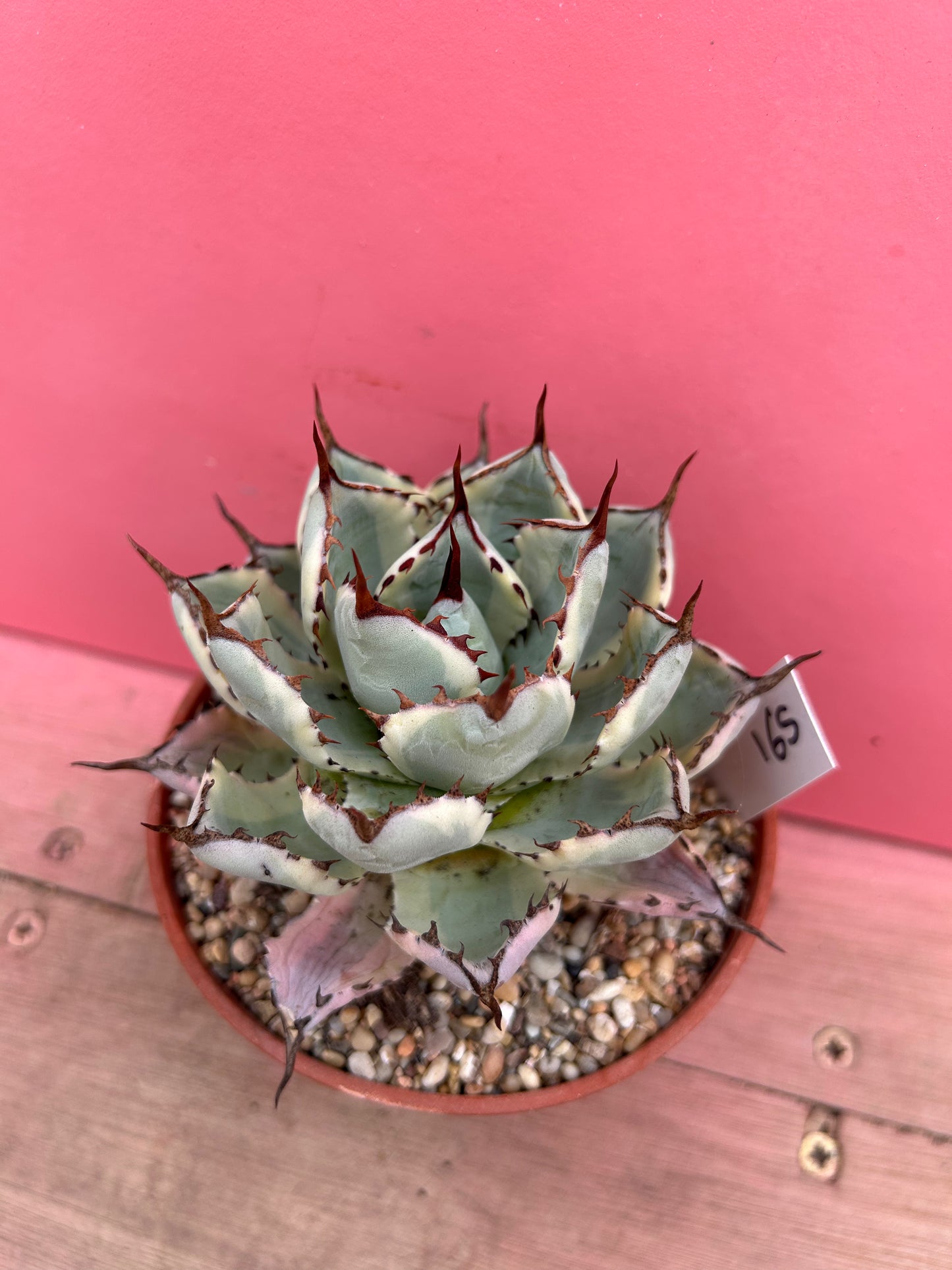 Agave potatorum Kichiokan 165
