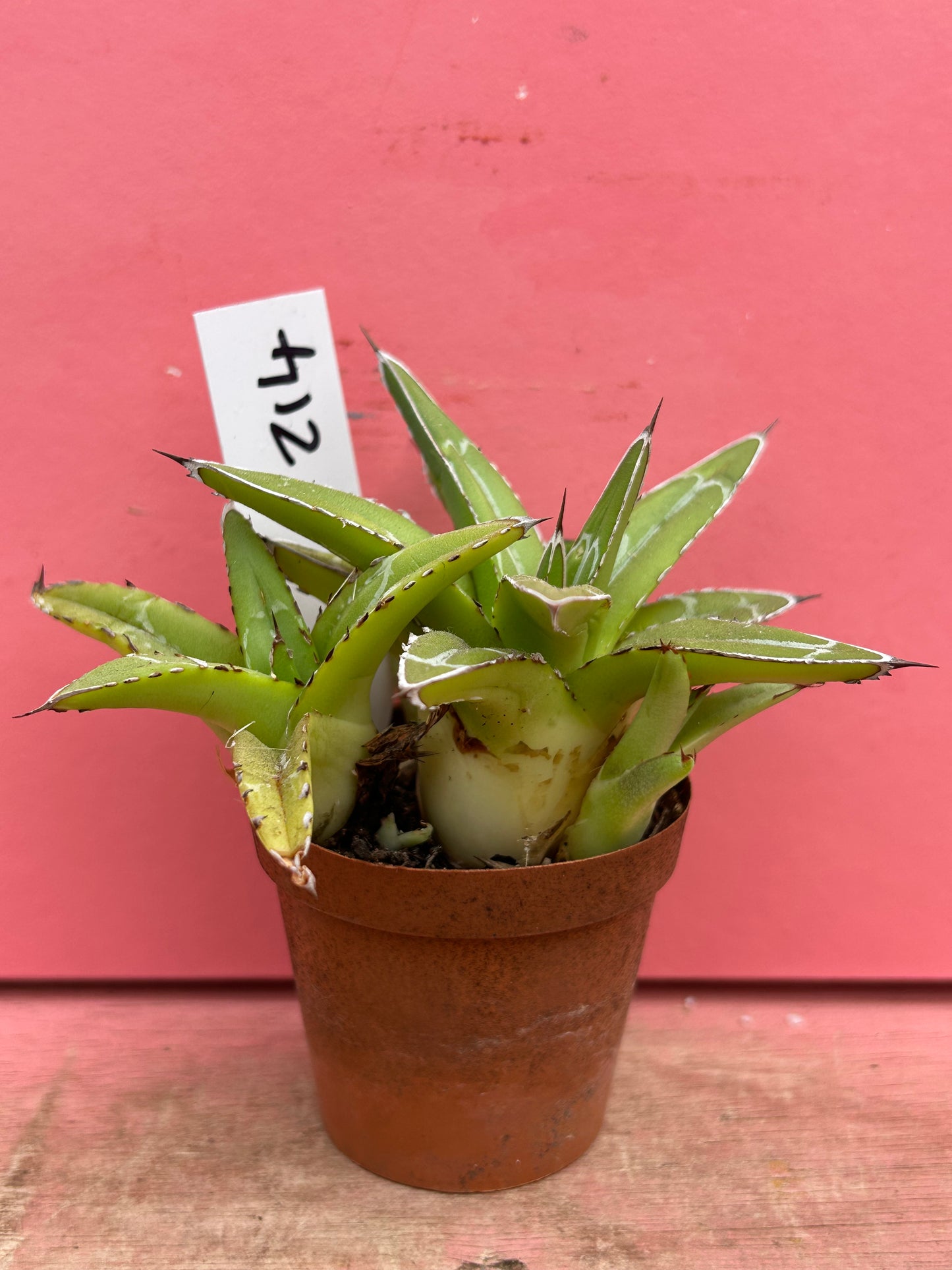 Agave victoria reginae (214)