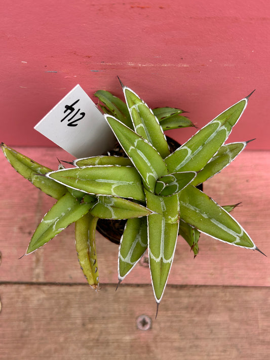 Agave victoria reginae (214)