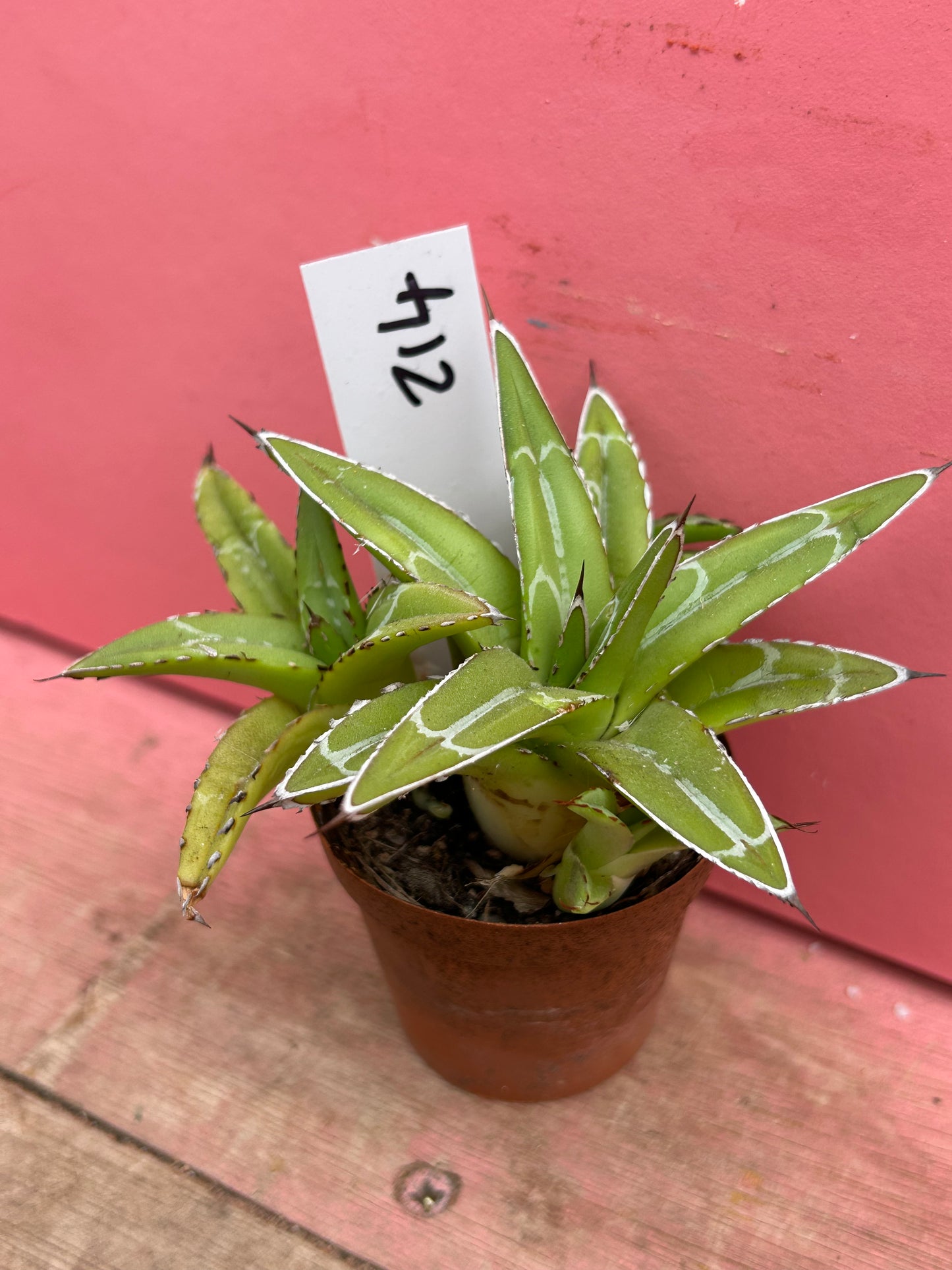 Agave victoria reginae (214)