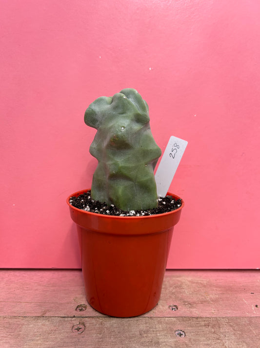 Pachycereus schottii monstrose (258)