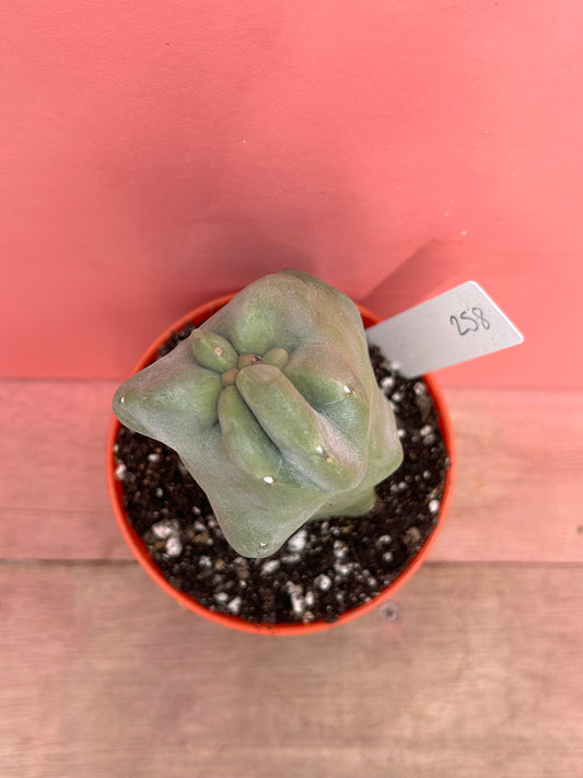 Pachycereus schottii monstrose (258)