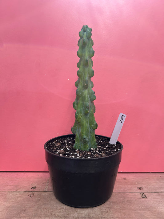 Myrtillocactus geometrizans 'Booby Cactus' (259)