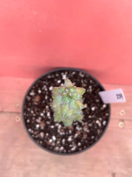 Myrtillocactus geometrizans 'Booby Cactus' (259)