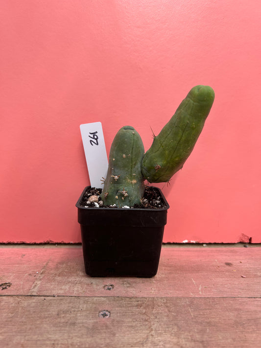Echinopsis lageniformis 'Penis Plant' (261)