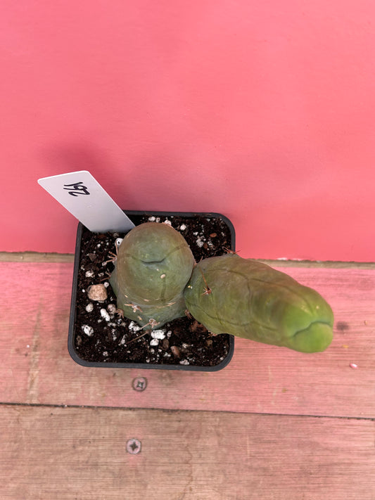 Echinopsis lageniformis 'Penis Plant' (261)