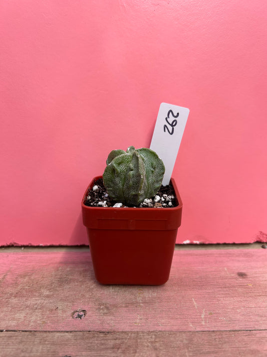 Astrophytum myriostigma 'Walnut' (262)