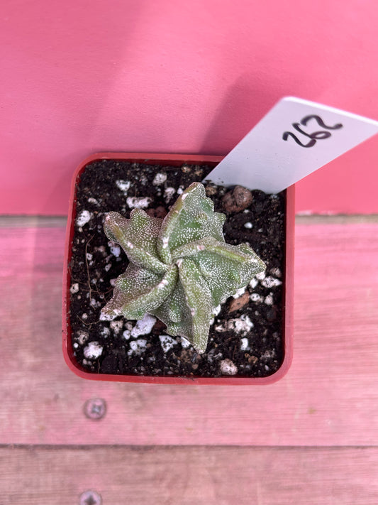 Astrophytum myriostigma 'Walnut' (262)