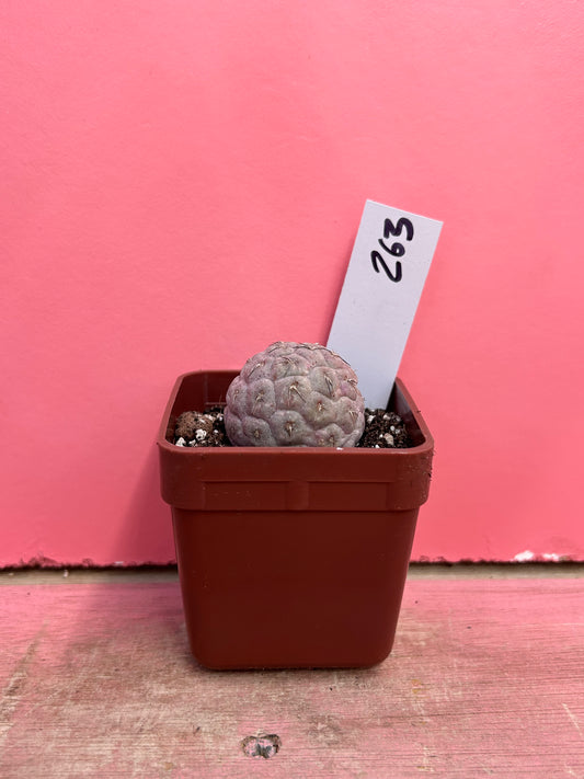 Tephrocactus geometricus (263)