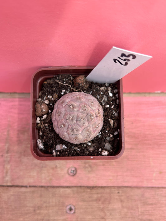 Tephrocactus geometricus (263)