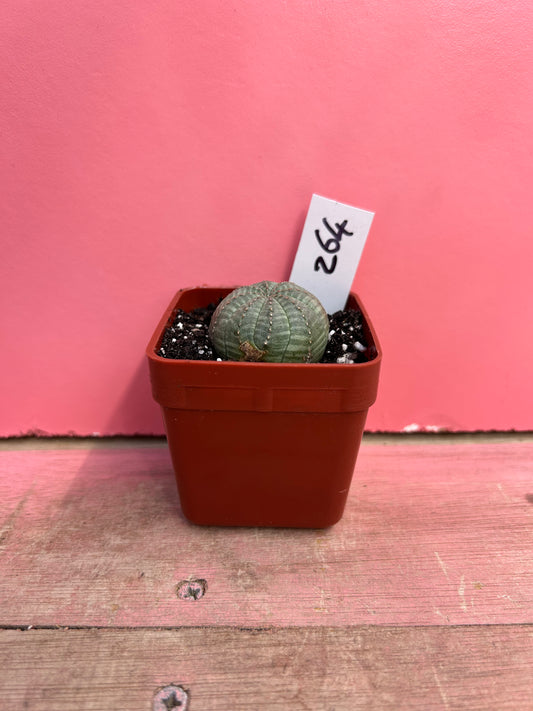 Euphorbia obesa (264)