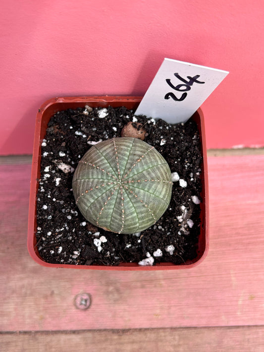 Euphorbia obesa (264)