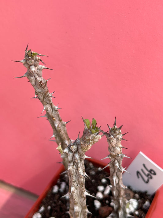 Alluaudia procera (266)