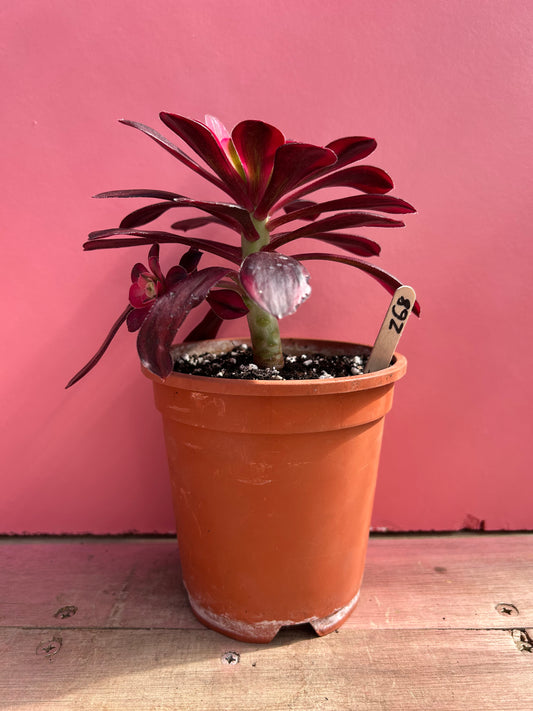 Aeonium 'Superbang' (268)