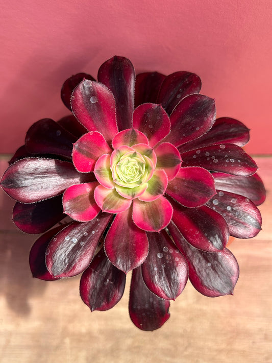 Aeonium 'Superbang' (268)