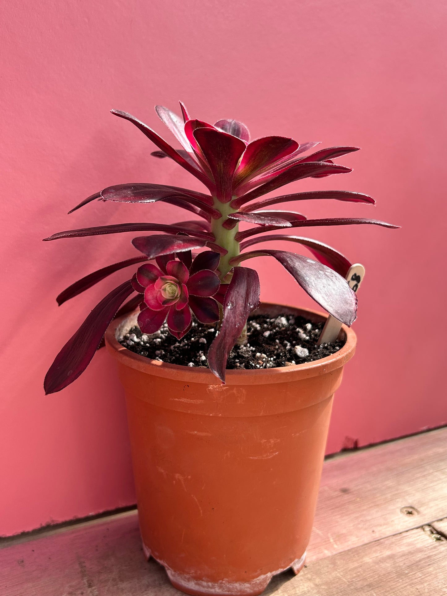 Aeonium 'Superbang' (268)