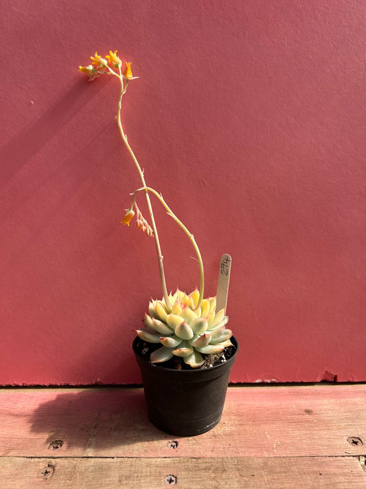 Echeveria mebina variegata (274)