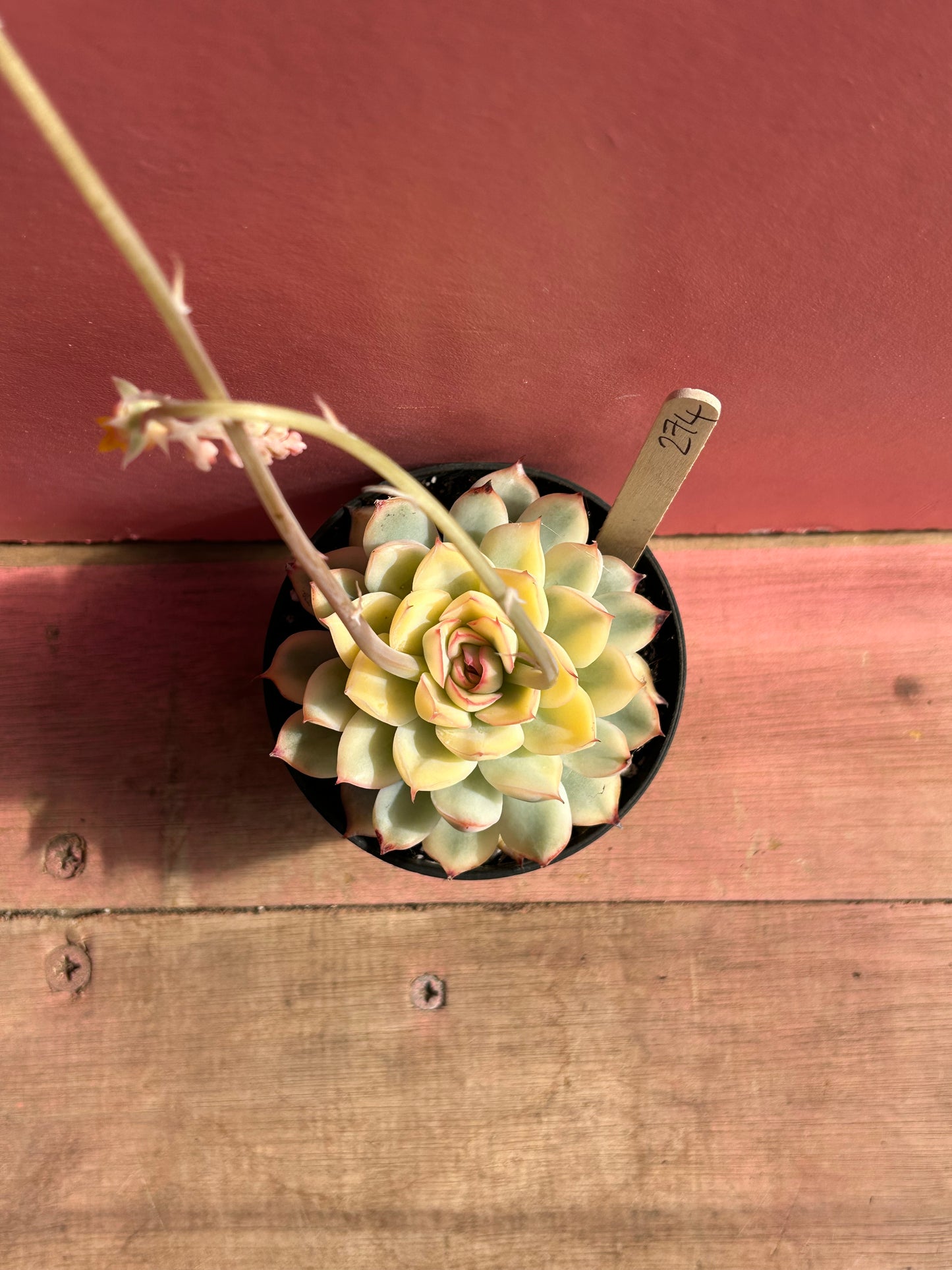 Echeveria mebina variegata (274)
