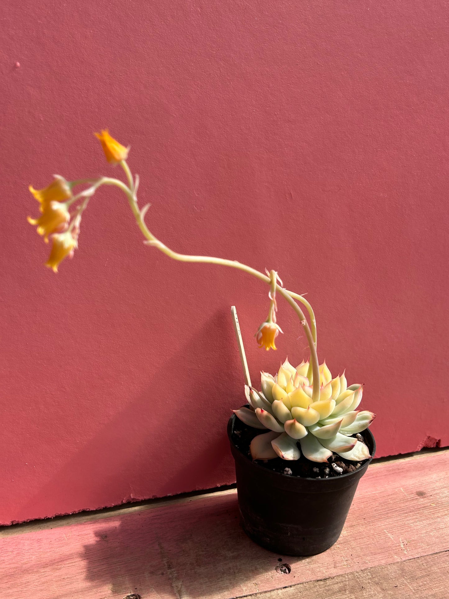 Echeveria mebina variegata (274)