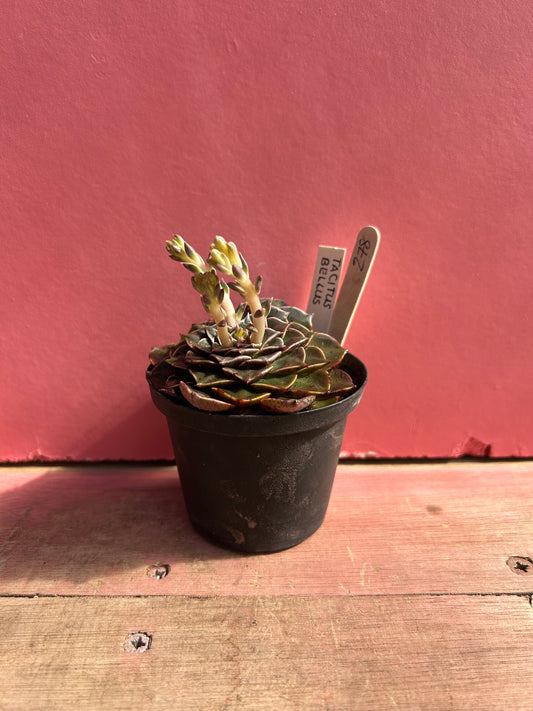 Echeveria tacitus bellus (278)