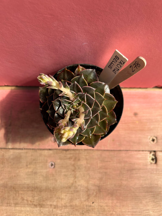 Echeveria tacitus bellus (278)