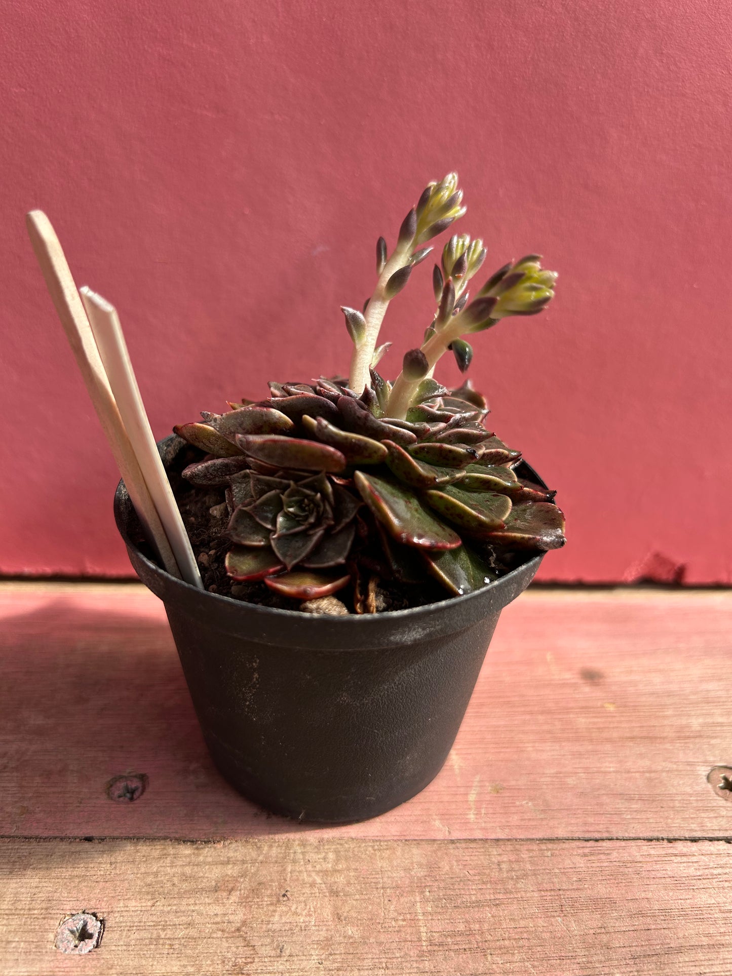 Echeveria tacitus bellus (278)