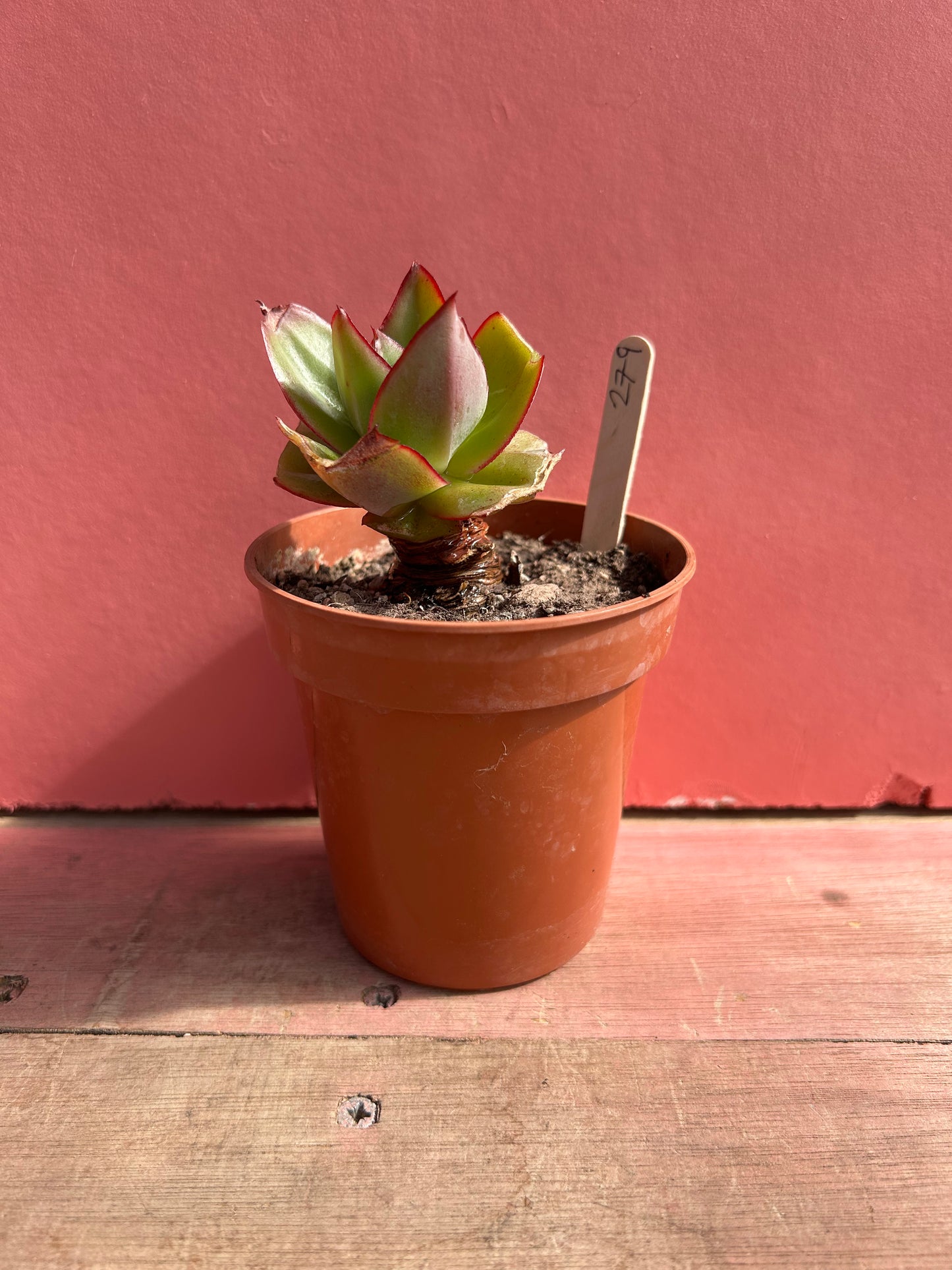 Echeveria species (279)