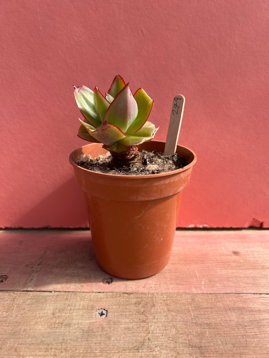Echeveria species (279)