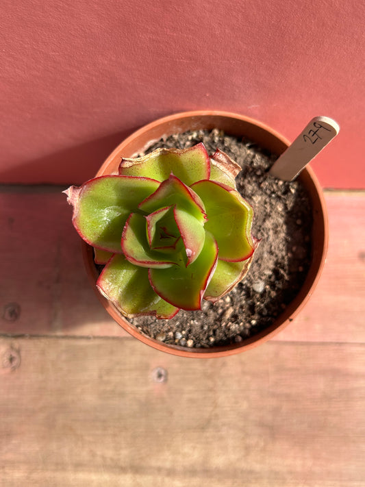 Echeveria species (279)