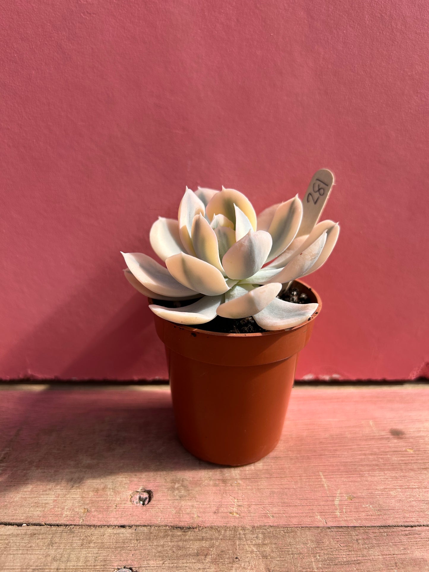 Echeveria runyonii variegata (281)