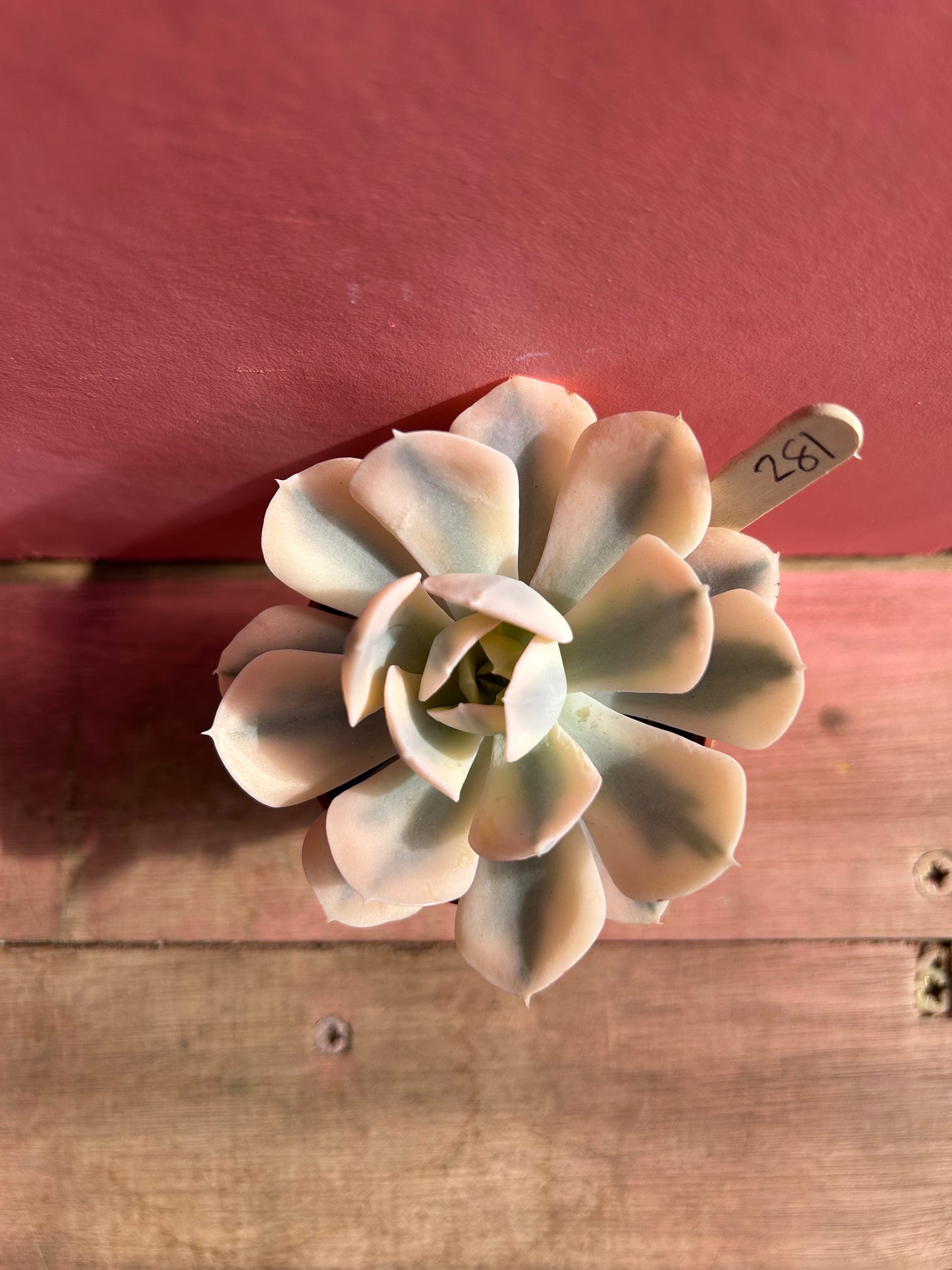Echeveria runyonii variegata (281)