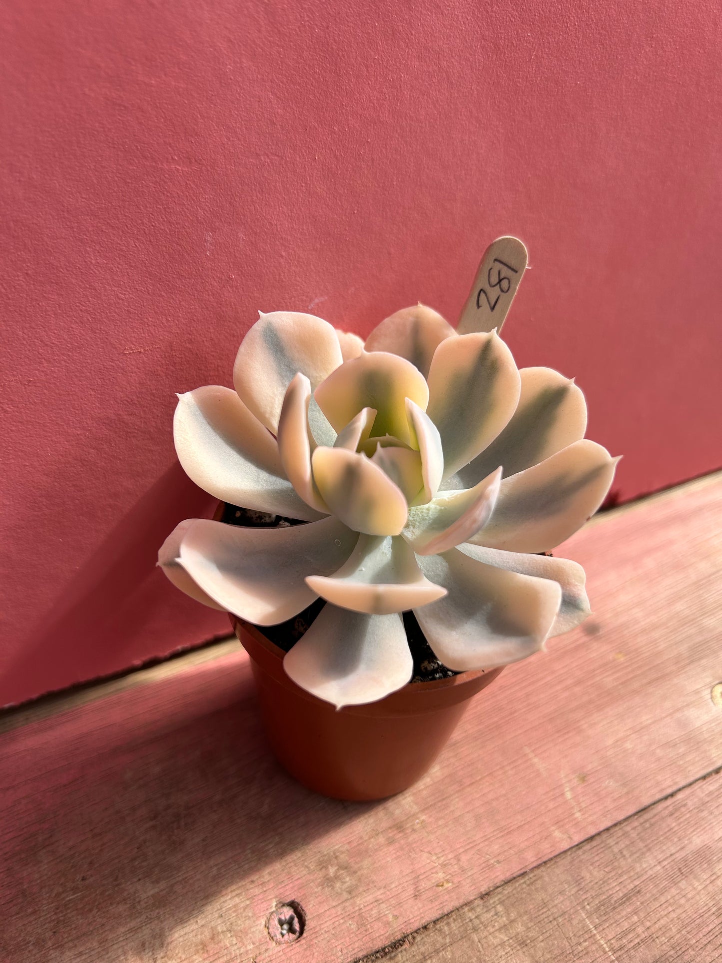 Echeveria runyonii variegata (281)
