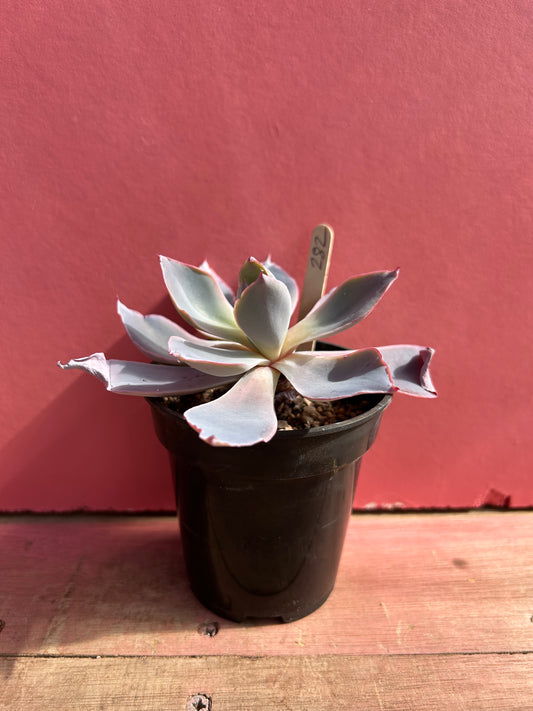 Echeveria desmetiana (282)