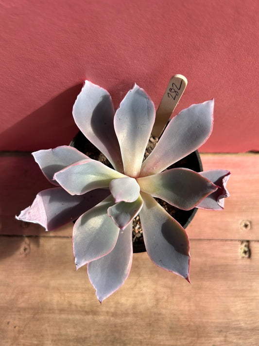 Echeveria desmetiana (282)