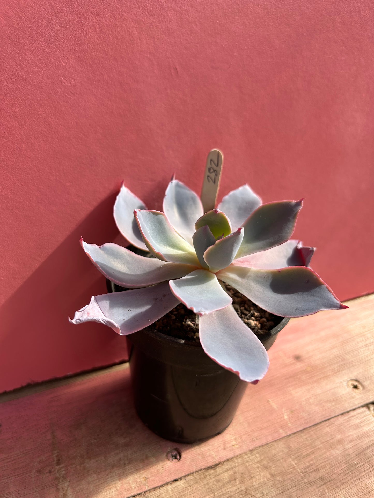 Echeveria desmetiana (282)