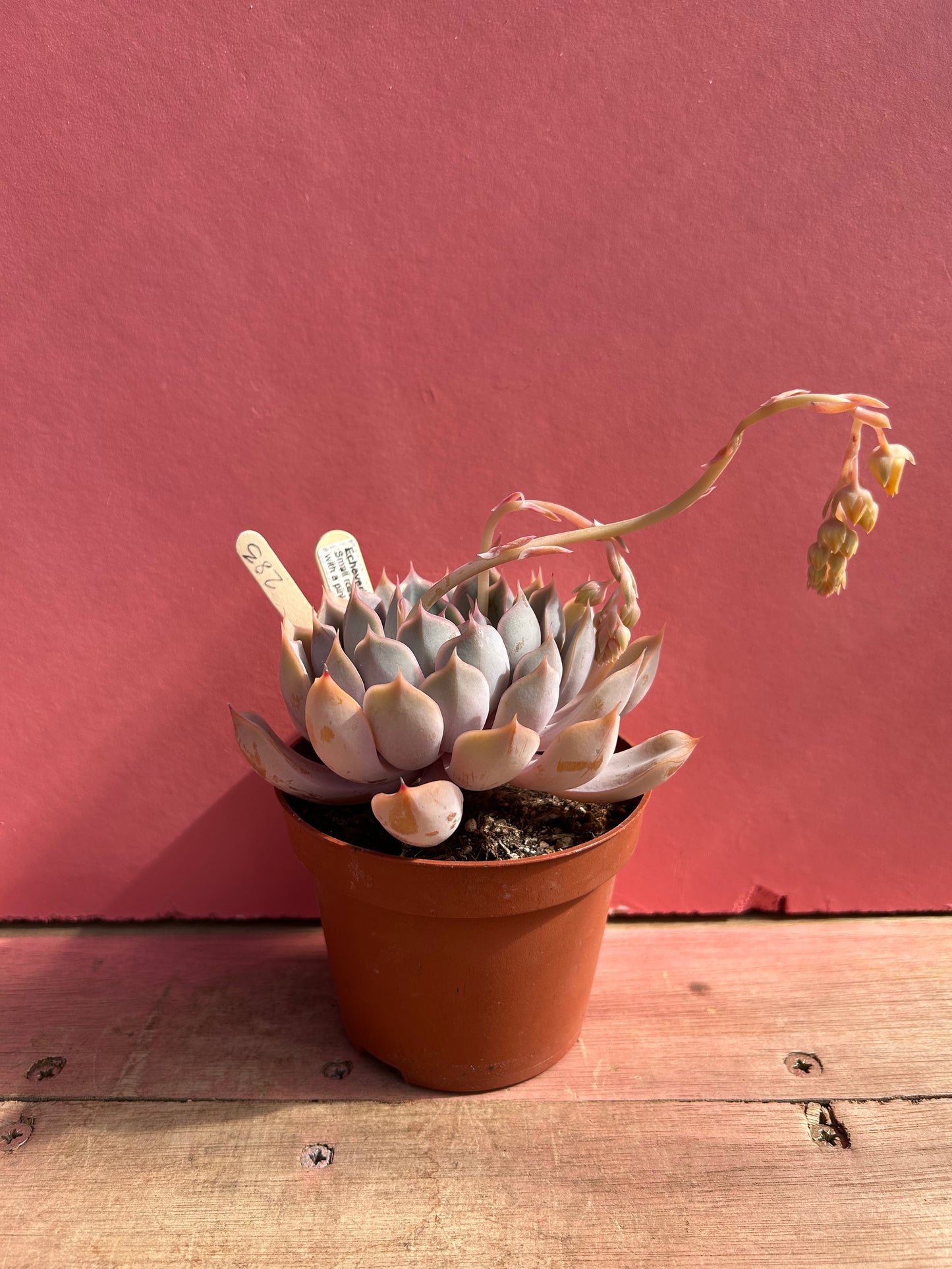 Echeveria hybrid summer dream (283)