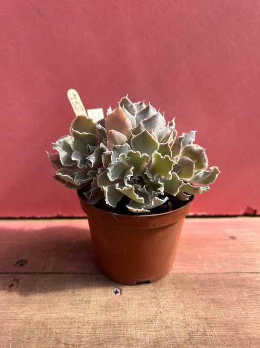 Echeveria shaviana (284)