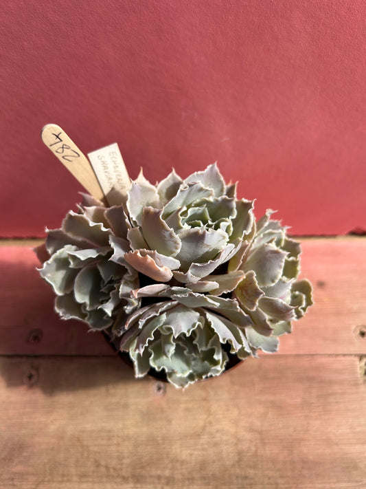 Echeveria shaviana (284)