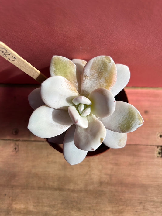 Echeveria laui (285)