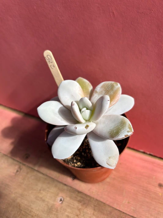 Echeveria laui (285)