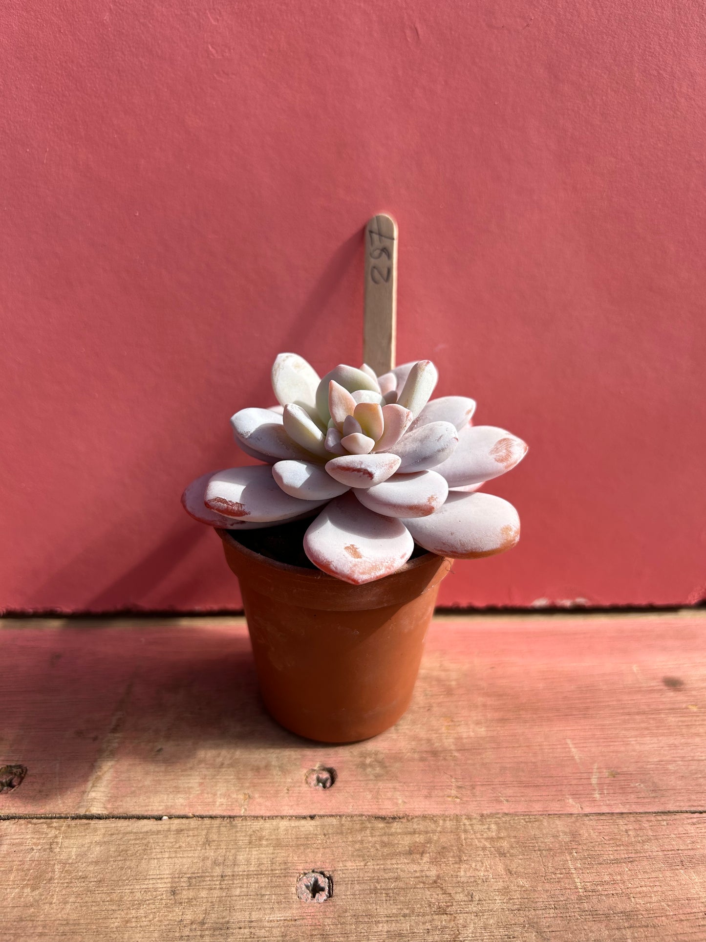 Echeveria laui (287)